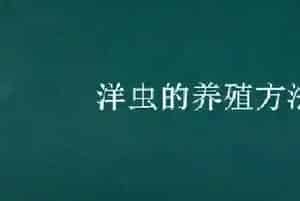 洋虫的养殖方法