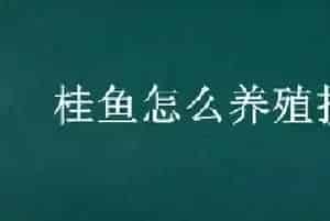 桂鱼怎么养殖技术