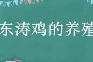 东涛鸡的养殖条件