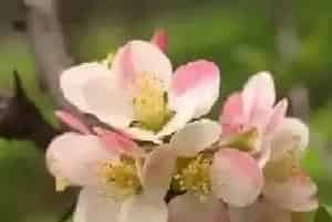 木瓜海棠花的养殖方法和注意事项有哪些