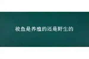 梭鱼是养殖的还是野生的