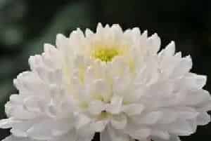 殡仪馆适合种什么花?