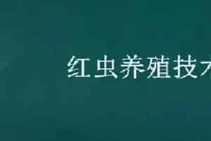 红虫养殖技术