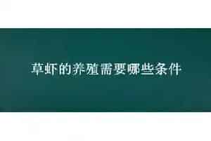 草虾的养殖需要哪些条件