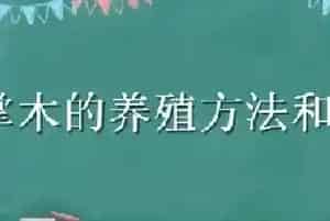 鸭掌木的养殖方法和注意事项
