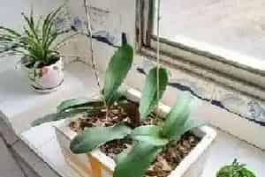 泡沫箱可以种花吗?泡沫箱生长环境与生长习性