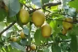 金果梨种植条件,适合什么地区种植?