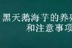 黑天鹅海芋的养殖方法和注意事项
