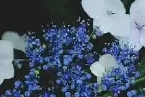 绣球花有毒吗 绣球花为何不开花？