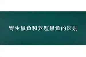 野生黑鱼和养殖黑鱼的区别