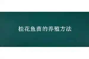 桂花鱼苗的养殖方法