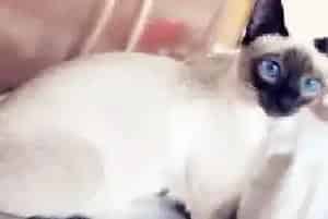 暹罗猫价格贵吗 如何正确挑选暹罗猫？