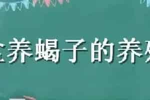 盆养蝎子的养殖方法