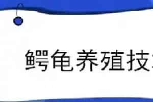 鳄龟养殖技术