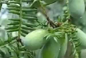 香榧种植条件和气候要求?