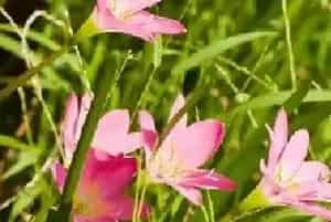 花卉养殖技巧 如何才能养殖好花卉？