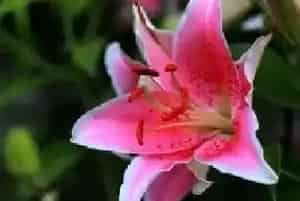 百合花的养殖方法和注意事项有哪些