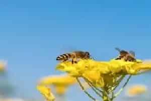 蜜蜂养殖知识