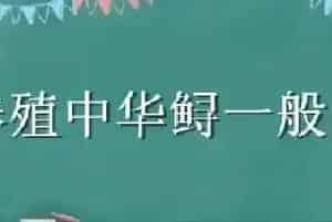 养殖中华鲟一般多少斤