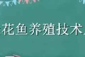 桂花鱼养殖技术及成本