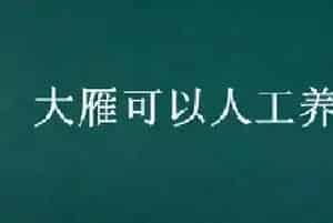 大雁可以人工养殖吗
