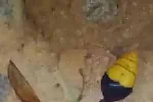 家里常见细腰蜂是什么原因