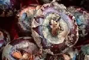 粘土地适合种什么农作物?