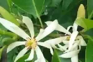 白兰花的养殖方法和注意事项有哪些