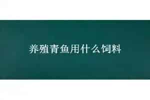 养殖青鱼用什么饲料