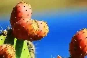 仙人掌的果实能吃吗 仙人掌果实的作用是什么？