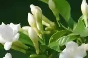 桅子花的养殖方法和注意事项有哪些