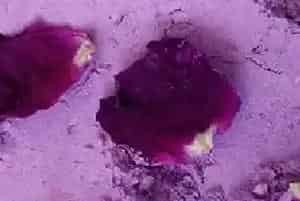 玫瑰花粉怎么做面膜可以祛斑