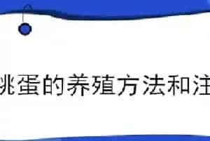 桃蛋的养殖方法和注意事项