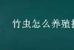 竹虫怎么养殖技术