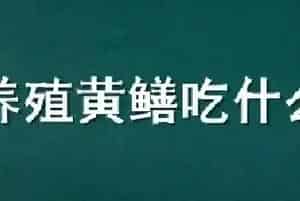 养殖黄鳝吃什么饲料