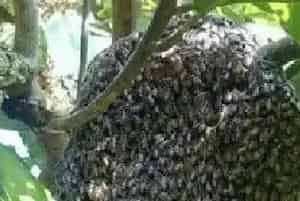 黑小蜜蜂能人工养殖吗