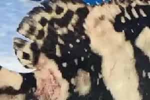 高利润淡水鱼养殖品种