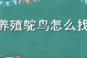 养殖鸵鸟怎么找销路