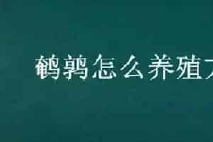 鹌鹑怎么养殖方法