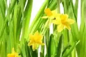 粗陶花盆适合种什么花?