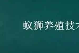 蚁狮养殖技术