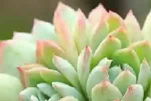 多肉植物怎么养 多肉植物的养殖方法与注意事项