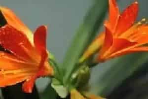 蚯蚓粪适合种什么花?