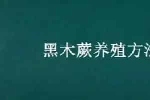 黑木蕨养殖方法