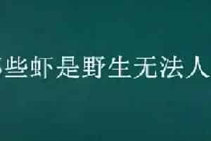 哪些虾是野生无法人工养殖的