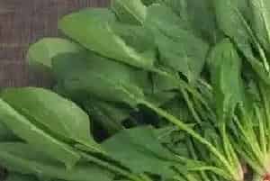 菠菜是什么菜?菠菜的功效与作用