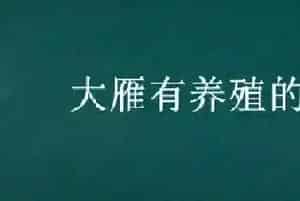 大雁有养殖的吗