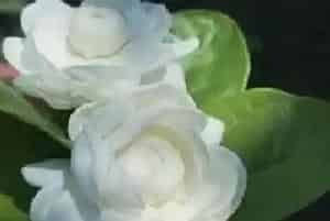 广东冬天适合种什么花?