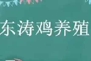东涛鸡养殖方法