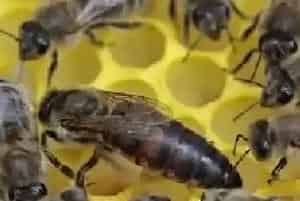 蜜蜂怎么过冬